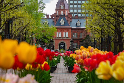 【여름 시즌 한정】루스츠 리조트 출발｜삿포로 시내 프라이빗 관광 투어 (주간·야간)