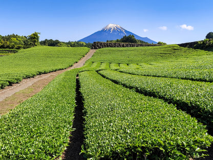 The Green Tea Plantations & Longest Wooden Bridge Private Shore Excursion from Shimizu Port