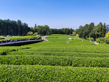 The Green Tea Plantations & Longest Wooden Bridge Private Shore Excursion from Shimizu Port