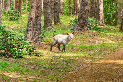 Miyako Iwate Japan Private Shore Excursion: Pristine Coastlines, Caves & Sacred Sites