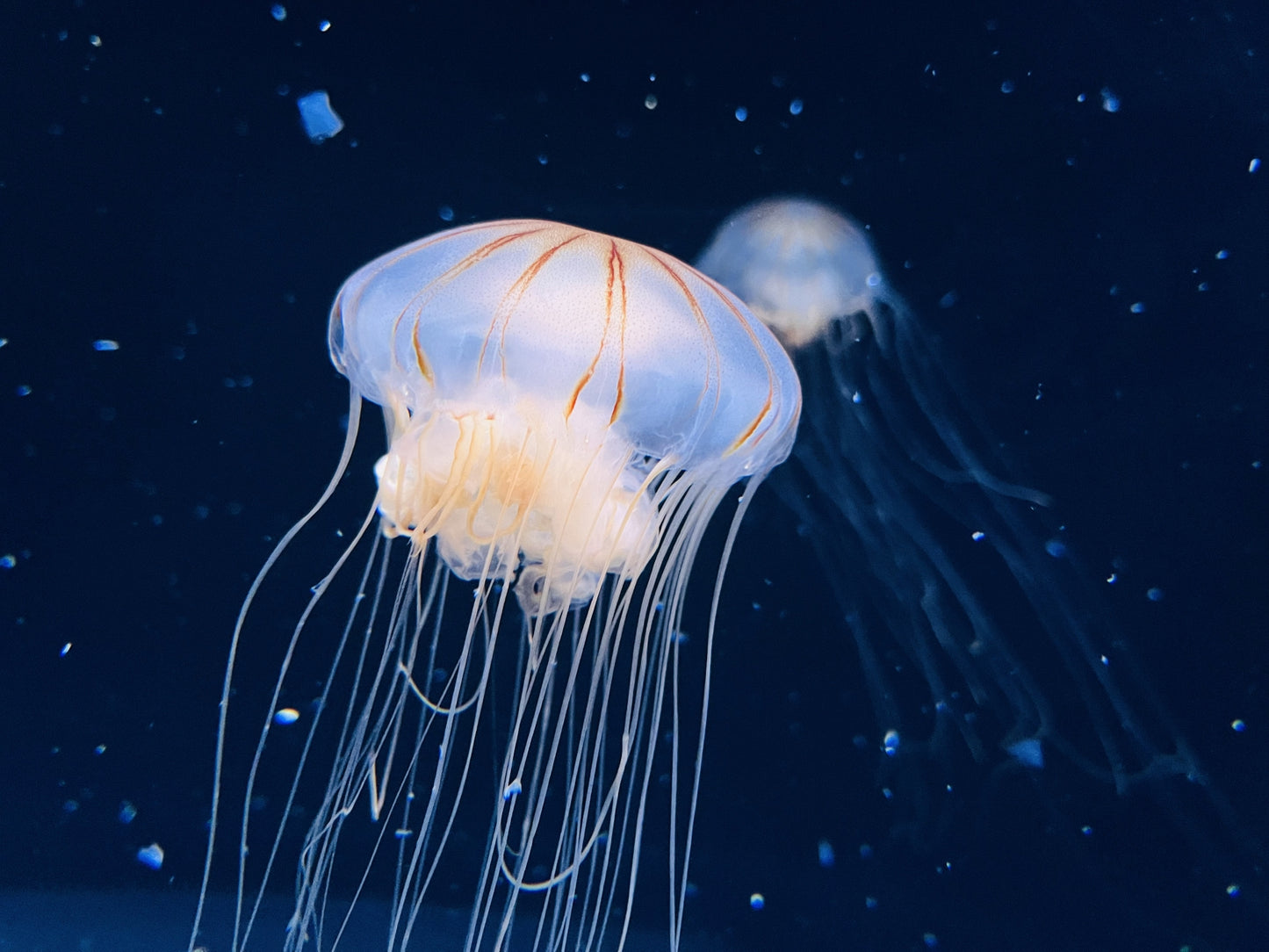 Floating Jellyfish & Samurai Resilience Private Shore Excursion from Sakata Port [7-hour]