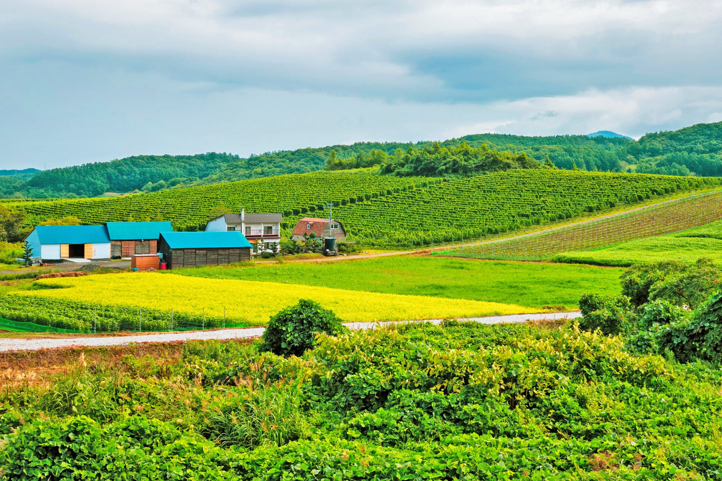 Yoichi & Shakotan Tour: Discover Hokkaido's Coastal Beauty