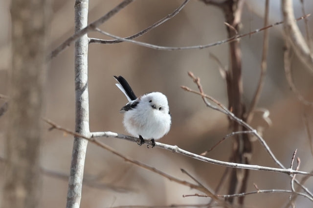 Explore Kushiro's Nature and Ainu Culture: A 6-Hour Shore Excursion in Hokkaido