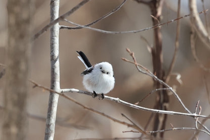 Explore Kushiro's Nature and Ainu Culture: A 6-Hour Shore Excursion in Hokkaido