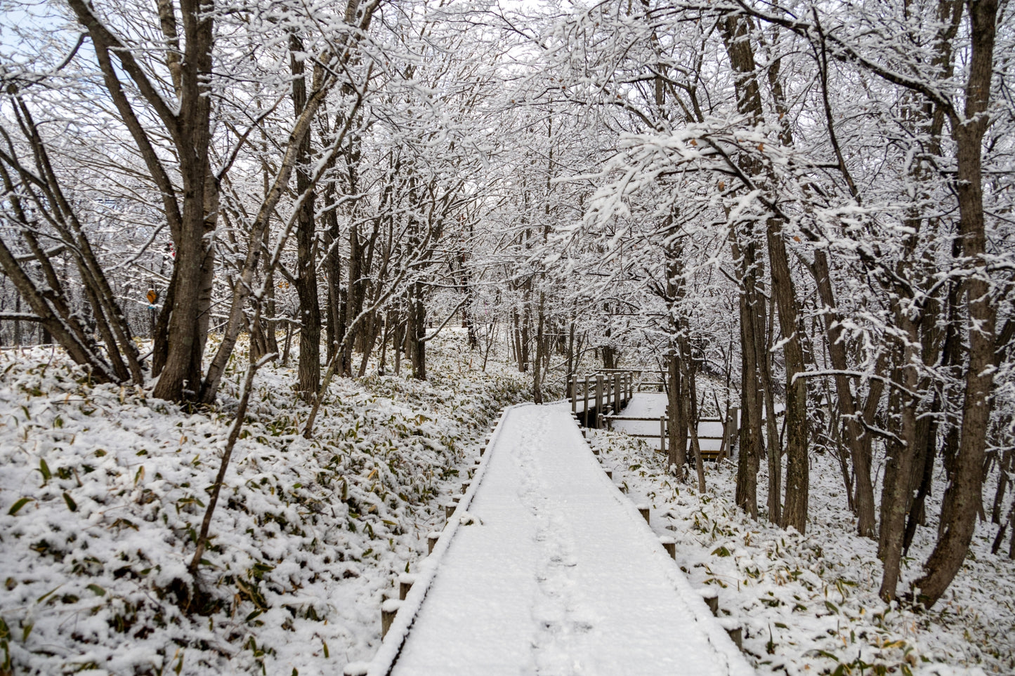 Explore Kushiro's Nature and Ainu Culture: A 6-Hour Shore Excursion in Hokkaido