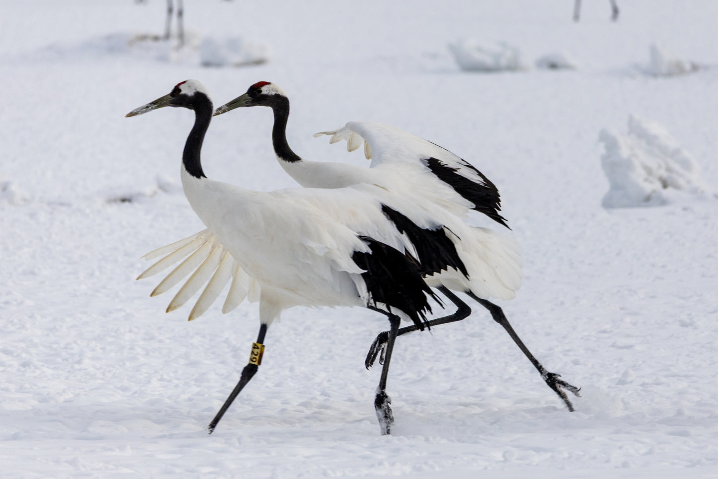 Explore Kushiro's Nature and Ainu Culture: A 6-Hour Shore Excursion in Hokkaido