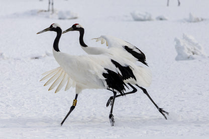 Explore Kushiro's Nature and Ainu Culture: A 6-Hour Shore Excursion in Hokkaido