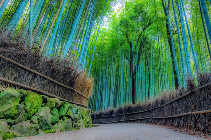 Kyoto’s Timeless Beauty: An 8-9 Hour Taxi Tour from Kobe