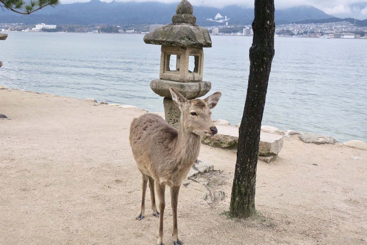 Hiroshima & Miyajima: Itsukushima Shrine & Castle(7h)