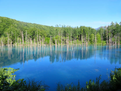 From Sapporo: Furano and Biei Vibrant Fields Tour
