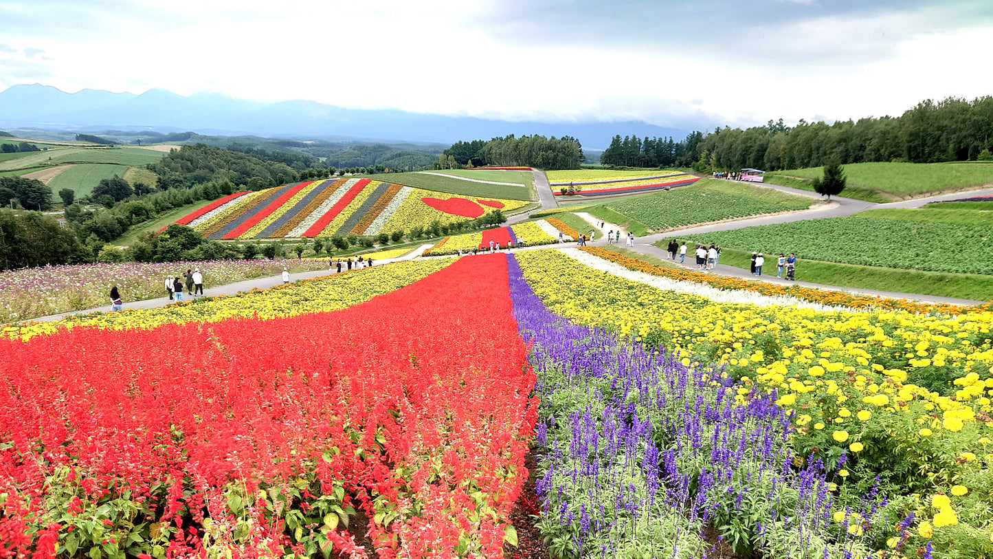 From Sapporo: Furano and Biei Vibrant Fields Tour
