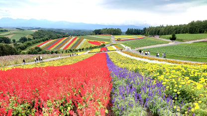 From Sapporo: Furano and Biei Vibrant Fields Tour
