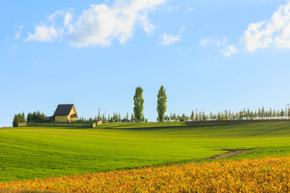 From Sapporo: Furano and Biei Vibrant Fields Tour