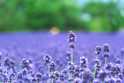 From Sapporo: Furano and Biei Vibrant Fields Tour